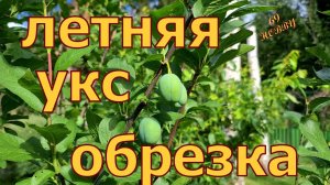 УСЛОВНО - КОЛОННОВИДНАЯ СЛИВА! Тонкости летней обрезки! Формируем крону