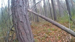 Охота на рябчиков  осень 2021.mp4