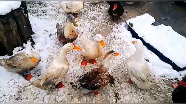 Живём на юге/один день из жизни на юге #домнаюге #переезд #кубань #хутор #хутор #деревня