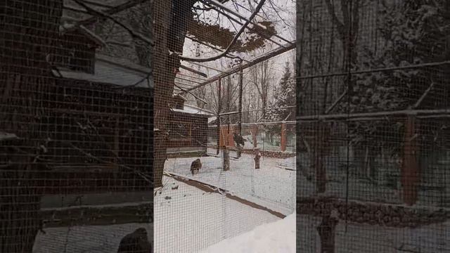 Ленинградский зоопарк смотреть онлайн