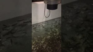 Форель . Выращивание рыбы. Кормление рыбы .