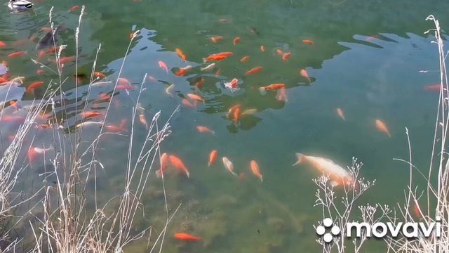 РЫБКИ В ПРУДУ! ЗВУКИ ПРИРОДЫ! смотреть онлайн