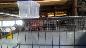 Клетки для содержания бройлеров