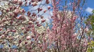 Чудо в Воронеже. Магнолии цветут. В саду Андрея Миляева. Magnolia blossoms. Russia. Voronezh city.