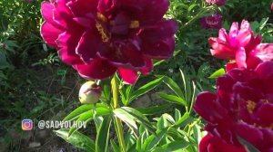 Пион МАРСИАНИН ?? Paeonia MARSIANIN: обзор, описание, цветение, отзыв