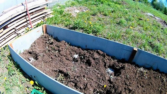 Посадка картофеля 31 мая с проросшими ростками и результат на 12 июля. смотреть онлайн