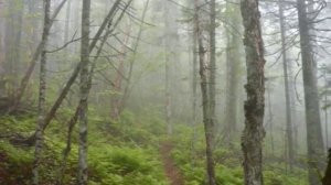 Аквариум-Когда пройдет боль