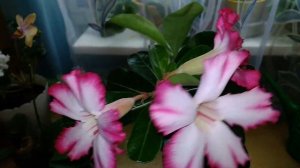 Обзор ЦВЕТЕНИЯ моих АДЕНИУМОВ!