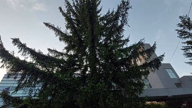 Заболела ель обыкновенная, что делать, Вредитель ложно-щитовка. смотреть онлайн