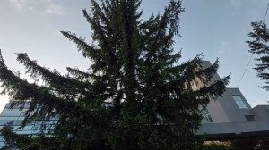 Заболела ель обыкновенная, что делать, Вредитель ложно-щитовка.