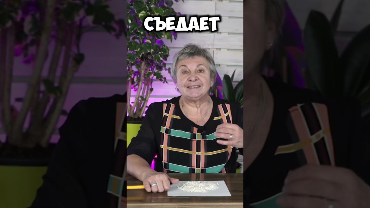 Яичная скорлупа помогает против вредителей