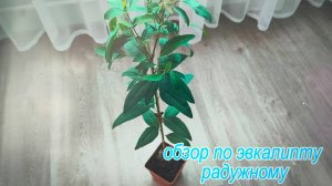 Обзор по эвкалипту "Радужному/Цитодора", Камальдульское дерево