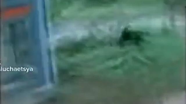 Обезьяна дергает собаку за хвост, ржака смотреть всем смотреть онлайн