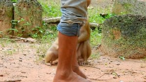 Again & again, Try to train Sovana with the Amber Group, Bunita tries to pull Sovana to adopt, but