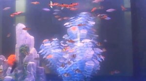 Фен-шуй аквариумы