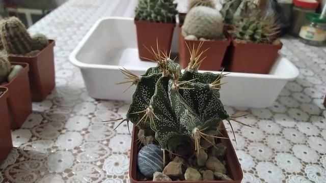 Кактусы после зимовки. смотреть онлайн