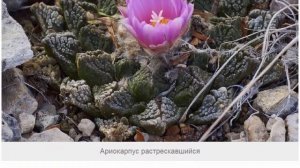 Ариокарпус – причудливые кактусы без иголок с яркими цветами