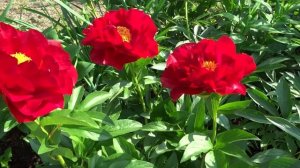 Пион Макинак Гранд / Peony Mackinac Grand - Сад на Волхове