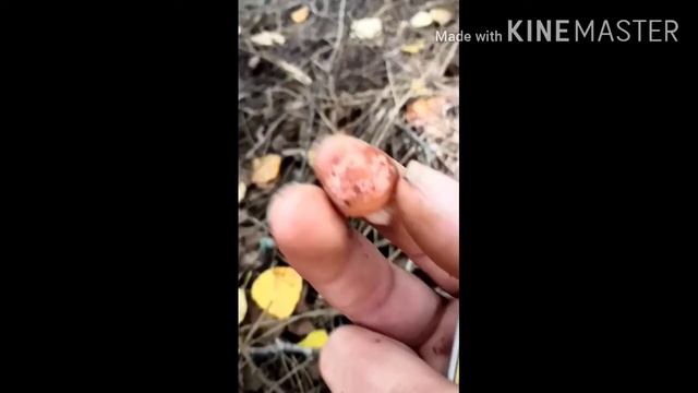 Гриб Волнушка смотреть онлайн