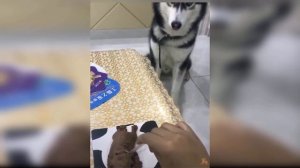 Реакция Собаки На Разрезание Торта ?