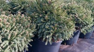 Ель обыкновенная Барри (Barryi)