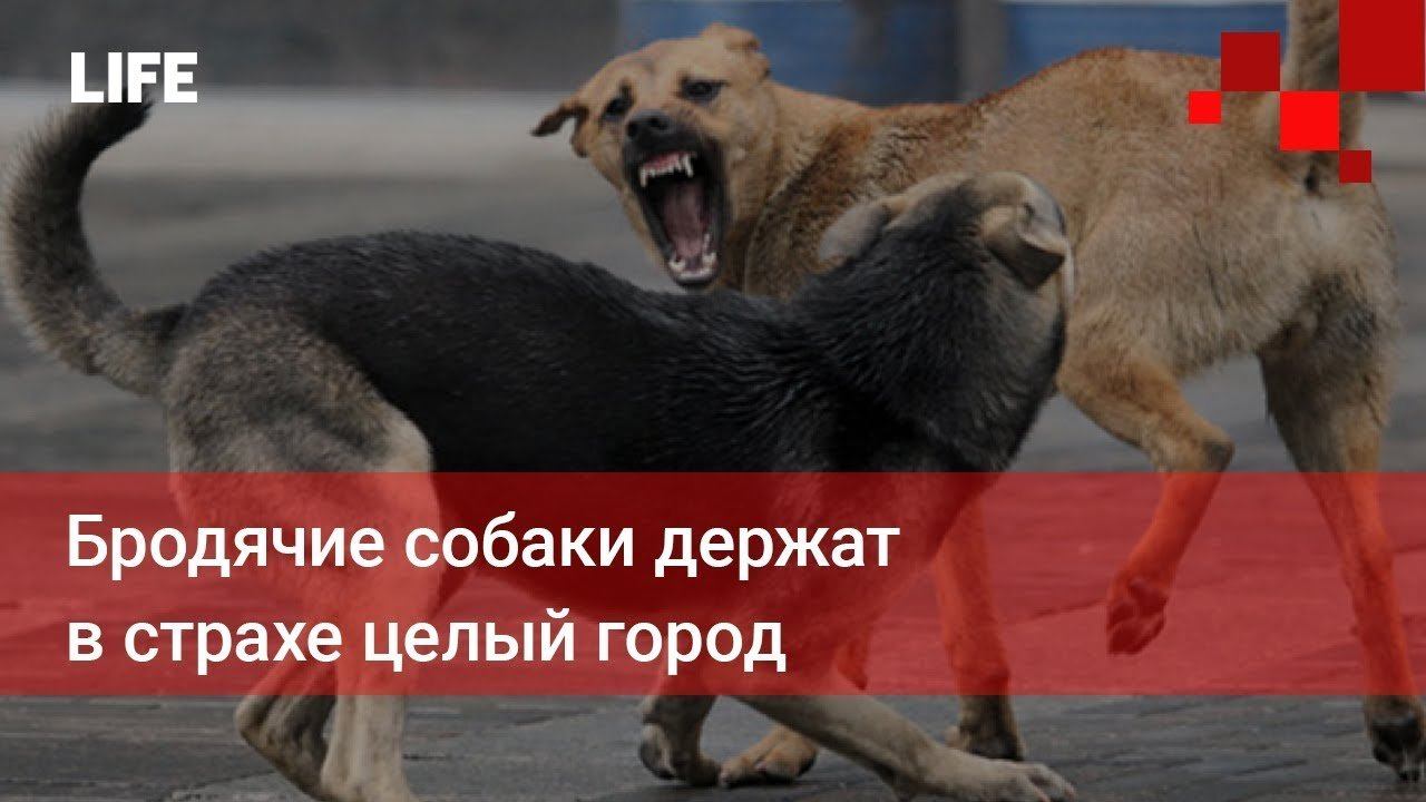 Включи чего боится