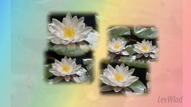 Весенние цветы Крыма.avi смотреть онлайн