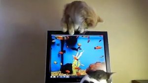 Кот рыболов против кота боксера  (Успей первым, ссылка под видео...)