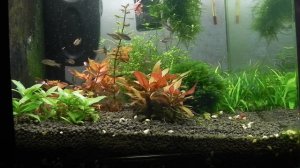 Кормление галактик и наннакар аномал