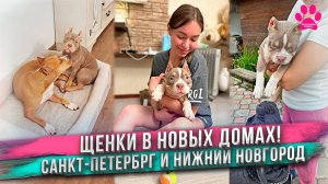 Щенок из нашего Топ-3! Идеальный мальчик Булли. Отправка щенков в новые дома!