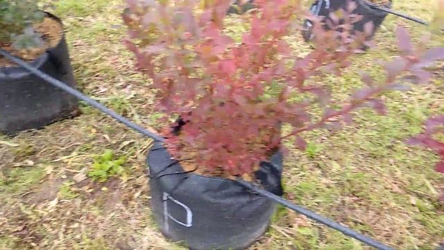 Голубика в мягких контейнерах. Плюсы, минусы. смотреть онлайн