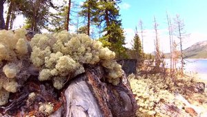 Волшебные Саяны!  Озеро Хара Нур - Рыбалка и восхождения 2015