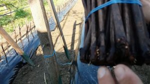 Посадка привитых черенков винограда в школку .