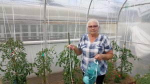 Подвязываем томаты простым способом.