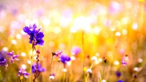 Pleasant music. A cheerful melody without words. Light background music
