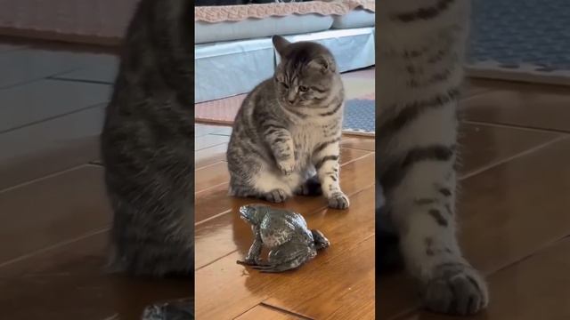 котик пристает к жабе.cat sticks to a toad