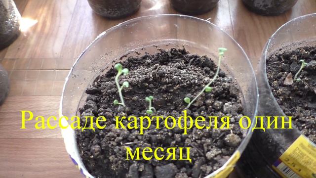 Выращивание картофеля из семян, практический опыт.