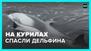 Дельфина спасли на Курильских островах - Москва 24