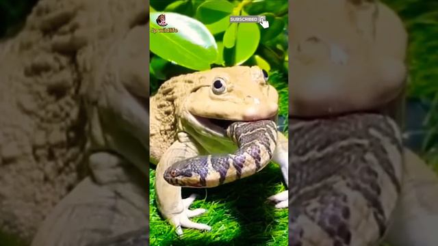 frog eating snake #viral #shots #funny #animals #frog#youtube short , jp wildlife