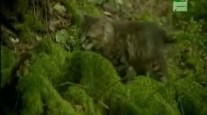 ЖИВОТНЫЕ ЧЕРНОБЫЛЯ КАК ИЗМЕНИЛАСЬ ПРИРОДА