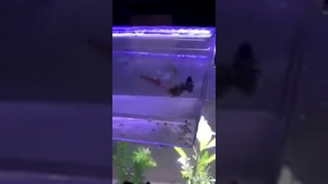 Роды Гуппи, рождение мальков в общем аквариуме.