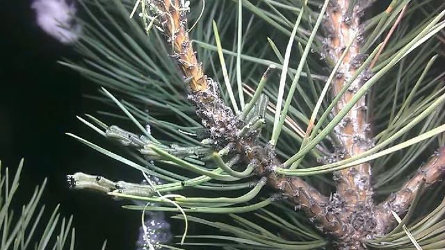 Утилизация новогодней ёлки.Time-lapse.Сосновый точильщик смотреть онлайн