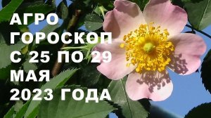 Агрогороскоп с 25 по 29 мая 2023 года. Агрогороскоп з 25 по 29 травня 2023 року