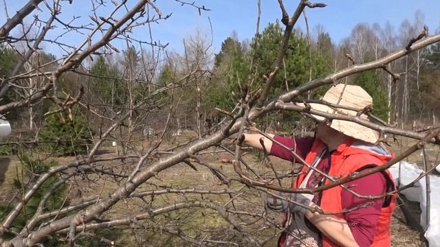 Формируем грушу, обрезка. Защита от вредителей / Опыт Ирины Ханиной смотреть онлайн
