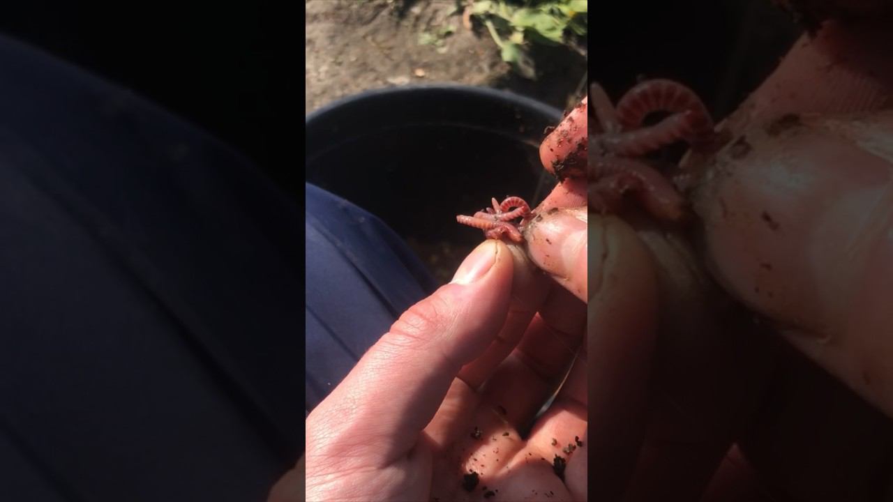 Лучшая НАЖИВКА на КАРАСЯ #рыбалка #карась_на_фидер смотреть онлайн