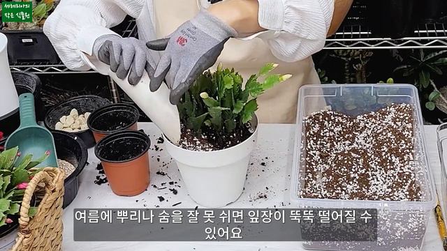 게발(가재발) 선인장 꽃봉오리가 있을 때 분갈이 해도 되나? Schlumbergera truncata смотреть онлайн