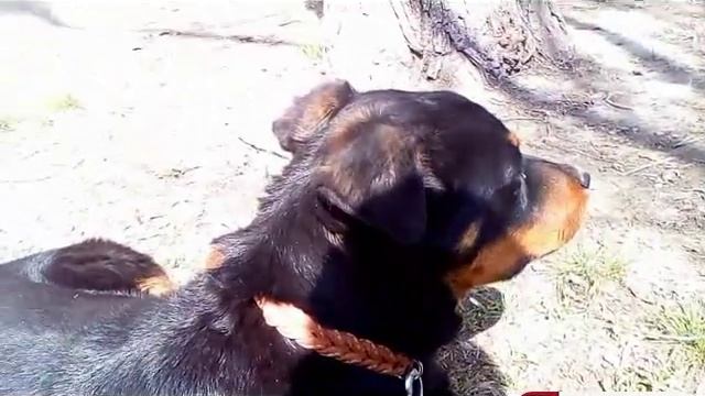 Дрессировка ротвейлера часть 1 первая прогулка смотреть онлайн