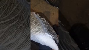 Гусиные чучела Oscar Decoys