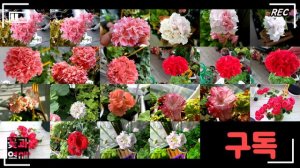 (제라늄#21)_🌷제라늄, 오덴시외 블랙맘바 성장기 2탄! 명품 팬시제라늄(Pelargonium) 🌱 (펠라고늄,  Pelargonium) Geranium, 유럽제라늄