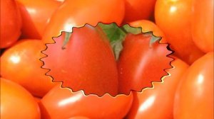 Ранние сорта томатов для открытого грунта